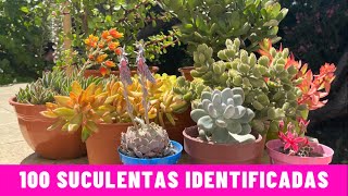 100 SUCULENTAS IDENTIFICADAS  Nombres Cientificos [upl. by Retsub370]