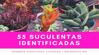 55 SUCULENTAS IDENTIFICADAS  Nombres científicos cuidados y reproducción [upl. by Didier]