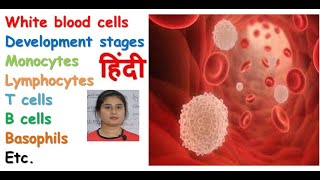 White blood cell in hindi  formation  types of WBCs  functions  monocyte macrophage system [upl. by Kiryt]