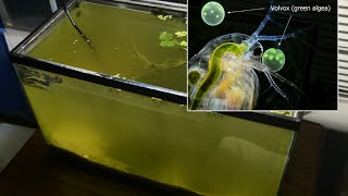 Raising Daphnia for the Freshwater Aquarium [upl. by Arinayed]