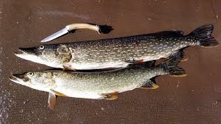 Northern Pike Catch Clean amp Cook  Incredible Pike Fishing in Alaska and Pike Recipes [upl. by Sirovat718]