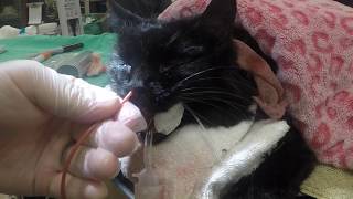 Nasal Nose Flush in a Cat [upl. by Jackie]