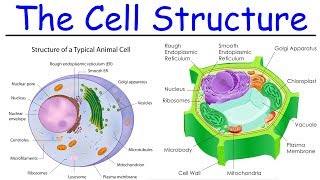 Biology  Intro to Cell Structure  Quick Review [upl. by Efram970]