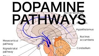 Dopamine Pathways Antipsychotics and EPS [upl. by Punke211]