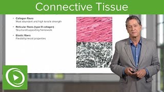 Connective Tissue – Histology  Lecturio [upl. by Hillman758]