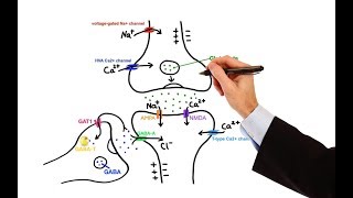 Pharmacology  ANTIEPILEPTIC DRUGS MADE EASY [upl. by Bowers199]