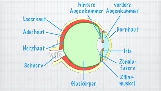 Das Auge [upl. by Atimad775]