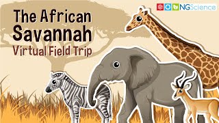 African Savannah – Virtual Field Trip [upl. by Anrev]