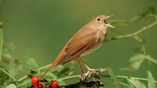 Nachtegaal  Common Nightingale singing [upl. by Coney210]