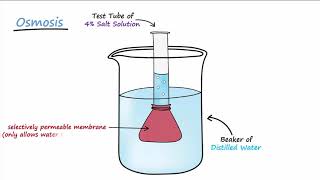 Diffusion amp Osmosis [upl. by Burgwell]