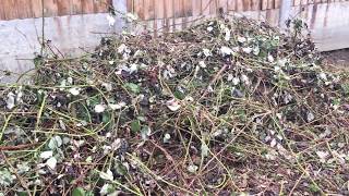 How to Clear Brambles [upl. by Marijane]