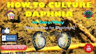 HOW TO CULTURE DAPHNIA In Easy Way [upl. by Eremihc]