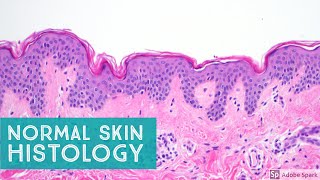 Normal Skin Histology  Explained by a Dermatopathologist [upl. by Johnstone492]