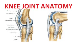 Knee Joint Anatomy [upl. by Onitnevuj626]