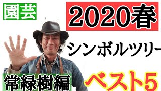 【最新版シンボルツリー！】園芸専門店店長が教えます 「シンボルツリーはどれがいいですか？」にお答えします！２０２０年春絶対チェックすべきベスト５！（常緑樹編） [upl. by Aicire]