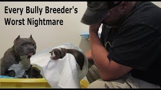 Every American Bully Breeders Worst Nightmare  Raw Reality Of Delivering Puppies [upl. by Cacilia]